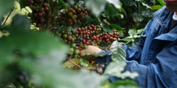 Chapada Diamantina celebra o terroir que produz grãos premiados no Dia Internacional do Café